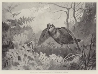 Sporting Subjects, Woodcock Dropping into Cover